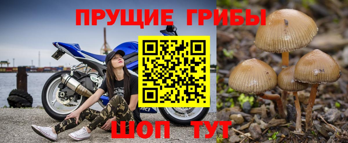 Георгиевск  где продают наркотики  Вход с VPN  Галлюциногенные грибы мухоморы 